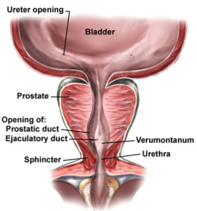 Prostate-Gland-normal